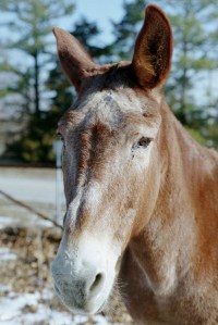 Missouri mule